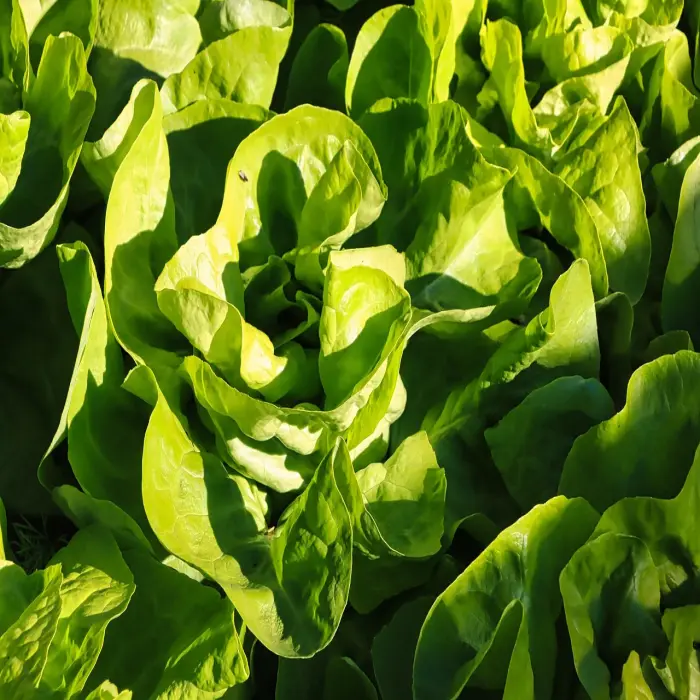Lettuce